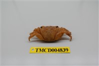 藏品(褶痕厚紋蟹)的圖片